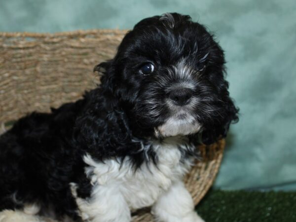 Cocker Spaniel DOG Male BLACK WHITE 18521 Petland Rome, Georgia