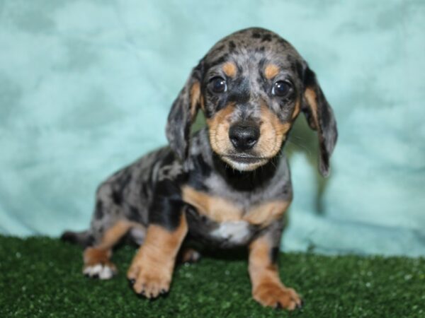 Dachshund DOG Female DAPPLE 18522 Petland Rome, Georgia