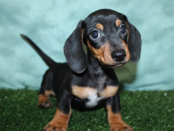 Dachshund DOG Male BLK TAN 18525 Petland Rome, Georgia