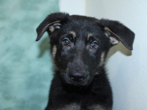 German Shepherd DOG Male Black & Tan 18518 Petland Rome, Georgia