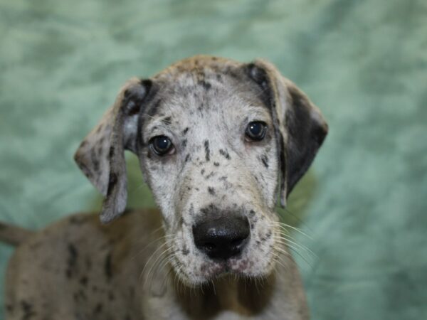 Great Dane DOG Male Blue Merle 18528 Petland Rome, Georgia