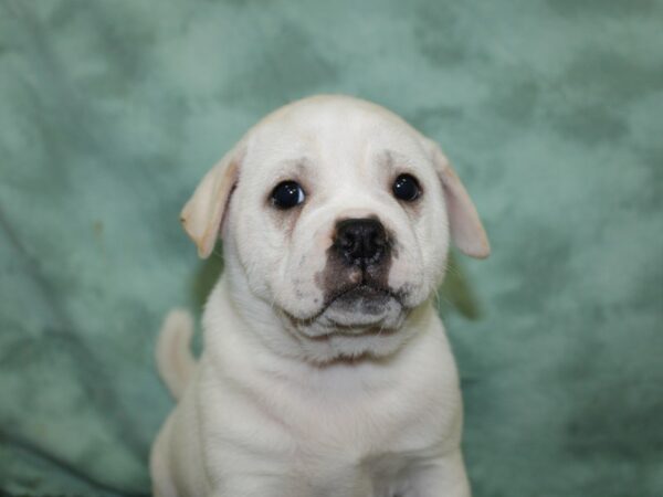 Ori Pei-DOG-Male-CREAM WHITE-18519-Petland Rome, Georgia