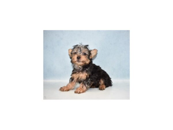 Silky Terrier DOG Male Black and Tan 8200 Petland Rome, Georgia