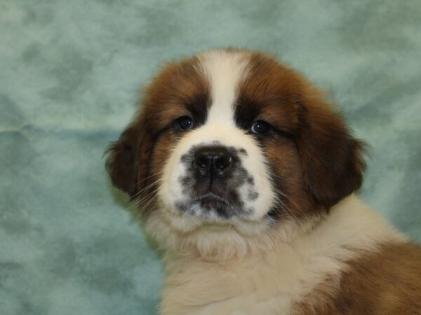 Saint Bernard DOG Male Sable & White 18529 Petland Rome, Georgia