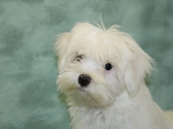 Maltese DOG Male White 18468 Petland Rome, Georgia