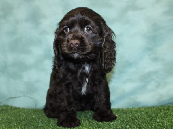 Cocker Spaniel DOG Female CHOC WHITE 18531 Petland Rome, Georgia