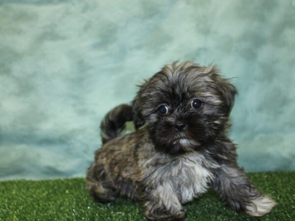 Teddy Bear DOG Female BRINDLE WHITE 18530 Petland Rome, Georgia