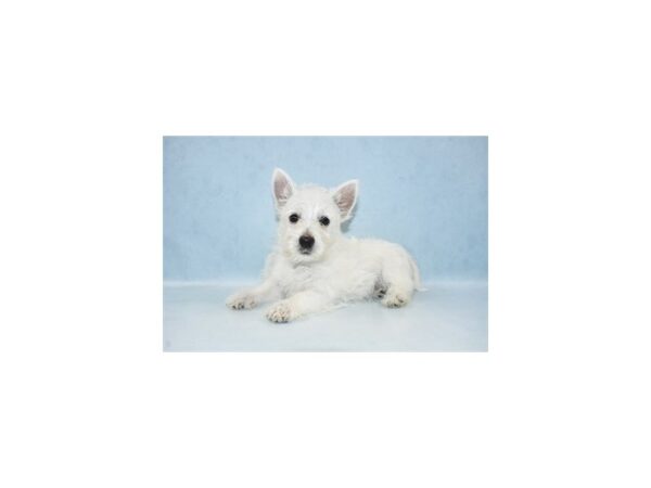 West Highland White Terrier-DOG-Male-White-8201-Petland Rome, Georgia