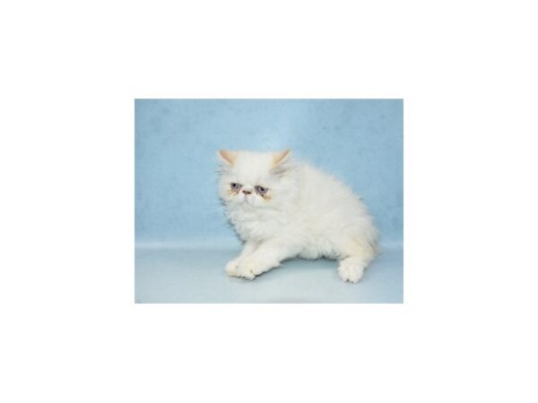 Persian CAT Male Smoke 8202 Petland Rome, Georgia