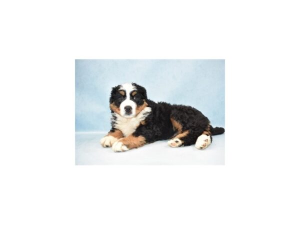 Bernese Mountain Dog DOG Female Black Rust and White 8203 Petland Rome, Georgia