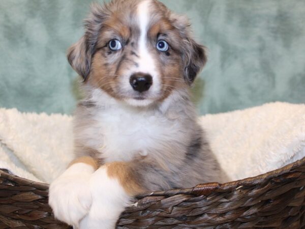 Miniature American Shepherd-DOG-Male-BLUE MERLE-8190-Petland Rome, Georgia