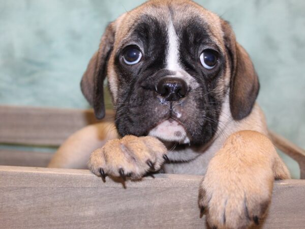 Bull Puggle-DOG-Male-BRINDLE-8188-Petland Rome, Georgia