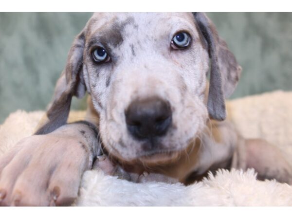 Great Dane DOG Male Gray 8185 Petland Rome, Georgia