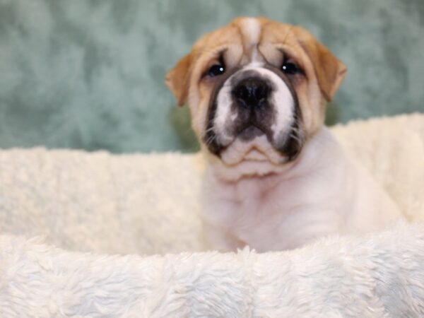 Ori Pei-DOG-Male-CREAM WHITE-8173-Petland Rome, Georgia