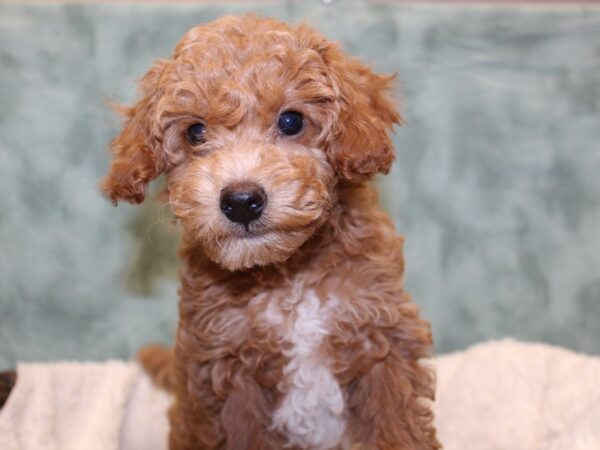 Bichapoo DOG Female RED 8192 Petland Rome, Georgia