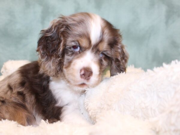 Cocker Spaniel DOG Male MERLE 8181 Petland Rome, Georgia