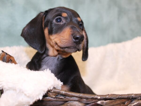 Dachshund DOG Male BLK TAN 8189 Petland Rome, Georgia