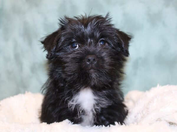 Shorkie-DOG-Female-BLK WHITE-8174-Petland Rome, Georgia