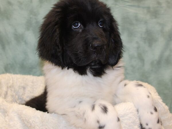 Newfoundland-DOG-Female-Black White-8180-Petland Rome, Georgia