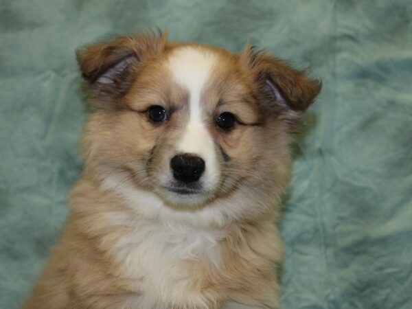 Aussimo-DOG-Male-Sable-18540-Petland Rome, Georgia