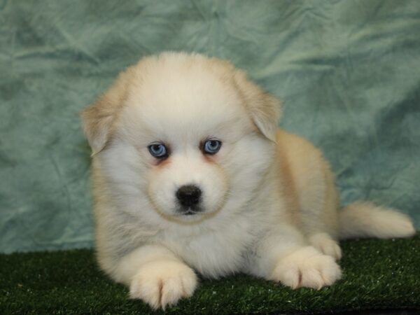 Huskimo DOG Female SIVER WH 18545 Petland Rome, Georgia