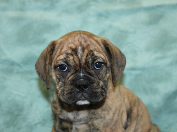 Bull Puggle DOG Male BRINDLE 18548 Petland Rome, Georgia