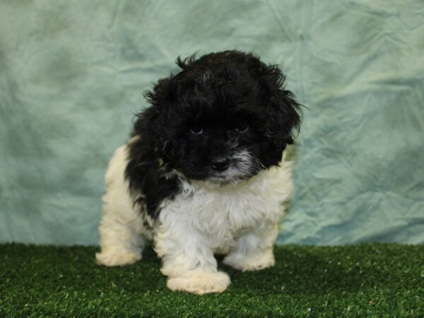 Shih Tzu DOG Male BLK WH 18552 Petland Rome, Georgia