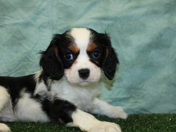 Cavalier King Charles Spaniel DOG Male TRI 18546 Petland Rome, Georgia