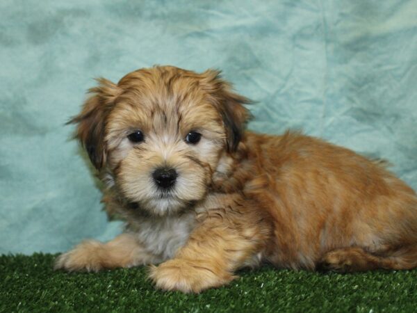 Morkie DOG Male BEIGE 18549 Petland Rome, Georgia