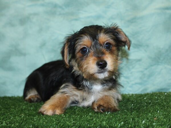 Yochon DOG Male BLK TAN 18550 Petland Rome, Georgia