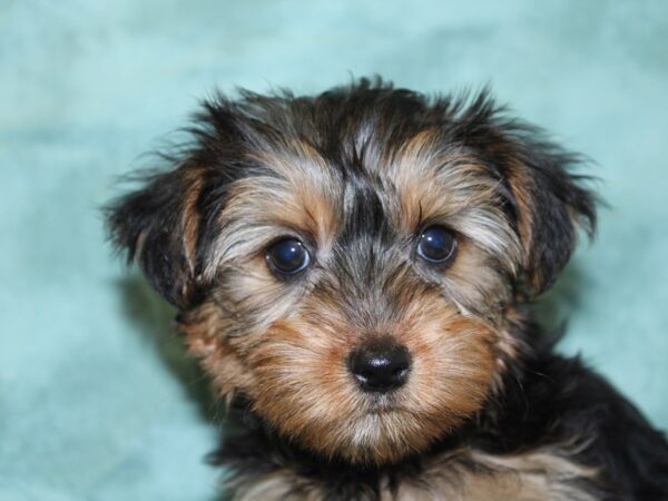 Yochon-DOG-Female-BLK TAN-18551-Petland Rome, Georgia