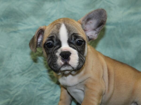 French Bulldog DOG Male FAWN WHITE 18547 Petland Rome, Georgia