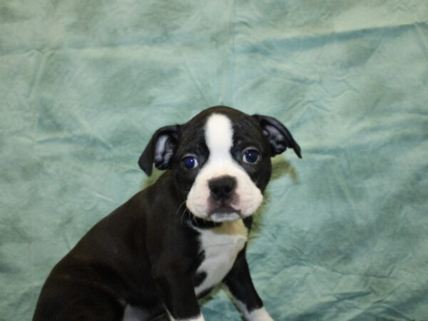 Boston Terrier DOG Female BLK WHITE 18554 Petland Rome, Georgia