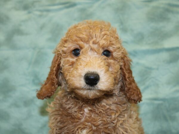 MOYEN POODLE DOG Male RED 18544 Petland Rome, Georgia