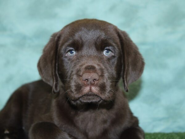 Labrador Retriever DOG Male Chocolate 18541 Petland Rome, Georgia