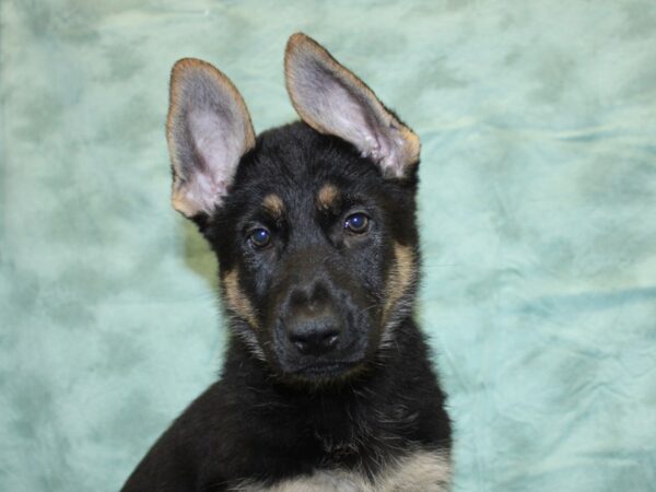 German Shepherd DOG Female SABLE 18542 Petland Rome, Georgia