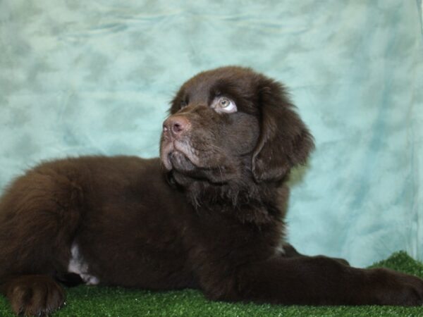 Newfoundland DOG Male choc 18543 Petland Rome, Georgia