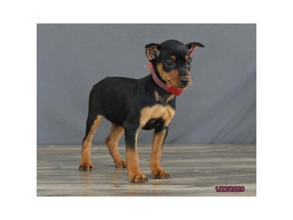 Miniature Pinscher DOG Female Black / Rust 8229 Petland Rome, Georgia