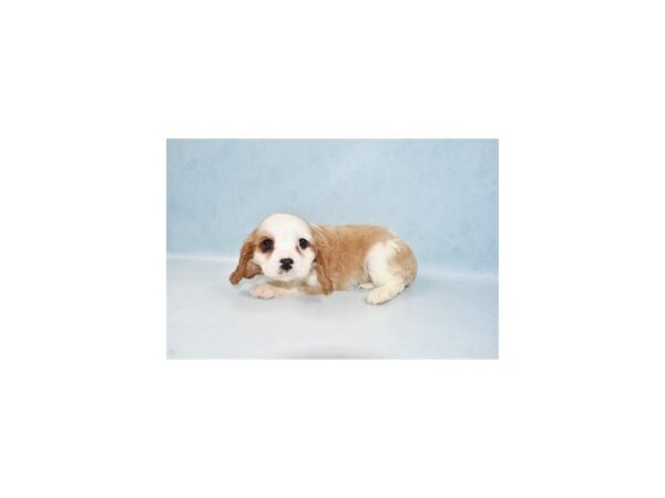 Cavalier King Charles Spaniel DOG Female Blenheim 8204 Petland Rome, Georgia