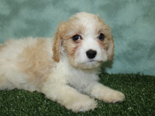 Cavapoo DOG Male Tan and White 18579 Petland Rome, Georgia