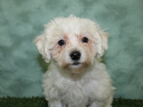 Havachon-DOG-Male-CREAM WHITE-18576-Petland Rome, Georgia