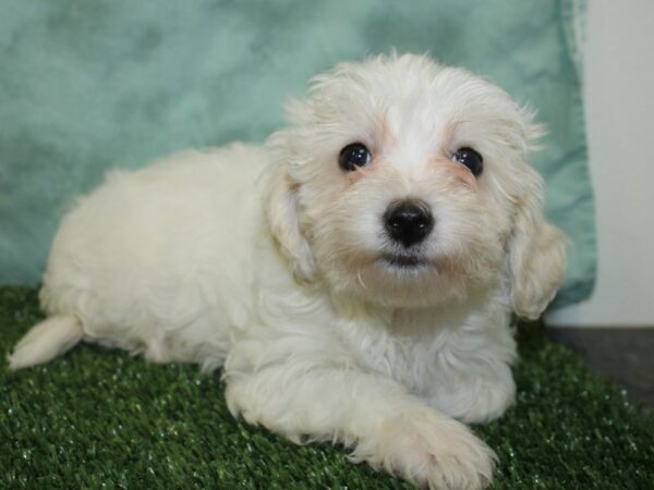 Havachon-DOG-Female-CREAM WHITE-18575-Petland Rome, Georgia