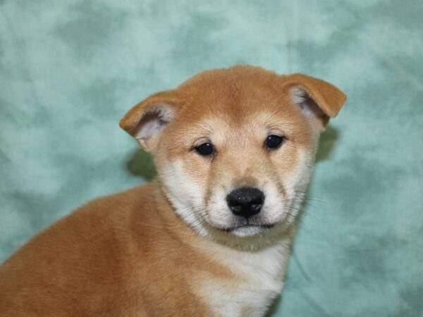 Shiba Inu DOG Male RED 18574 Petland Rome, Georgia