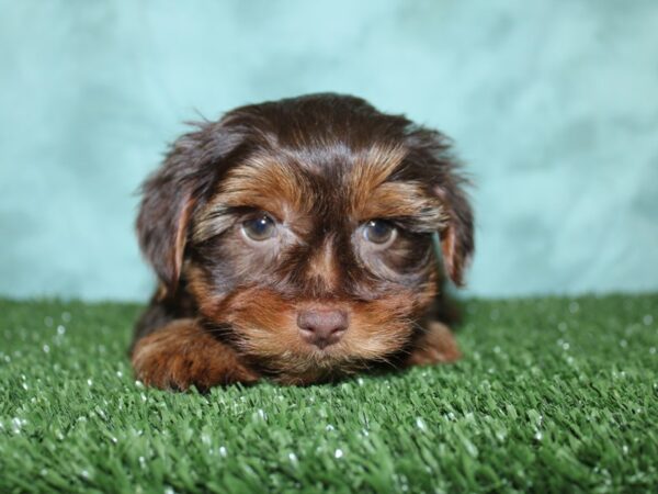 Yorkie Poo-DOG-Female-CHOC TAN-18573-Petland Rome, Georgia