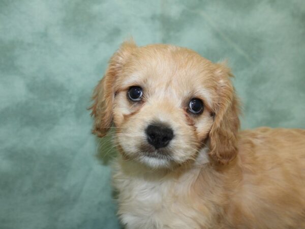 Cavachon DOG Female BLENHEIM 18572 Petland Rome, Georgia