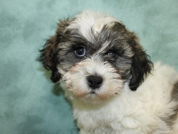 Teddy Bear DOG Male brown white 18571 Petland Rome, Georgia