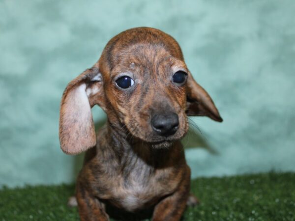 Dachshund DOG Female BRINDLE 18570 Petland Rome, Georgia