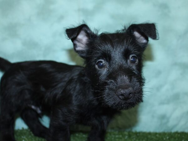 Scottish Terrier DOG Male BLACK 18569 Petland Rome, Georgia