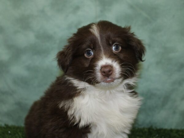 Mini Aussie-DOG-Male-RED TRI-18567-Petland Rome, Georgia