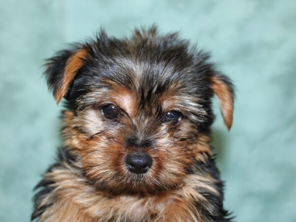 Yorkshire Terrier DOG Male Black and Tan 18565 Petland Rome, Georgia